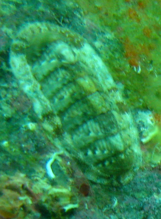 Chiton olivaceus